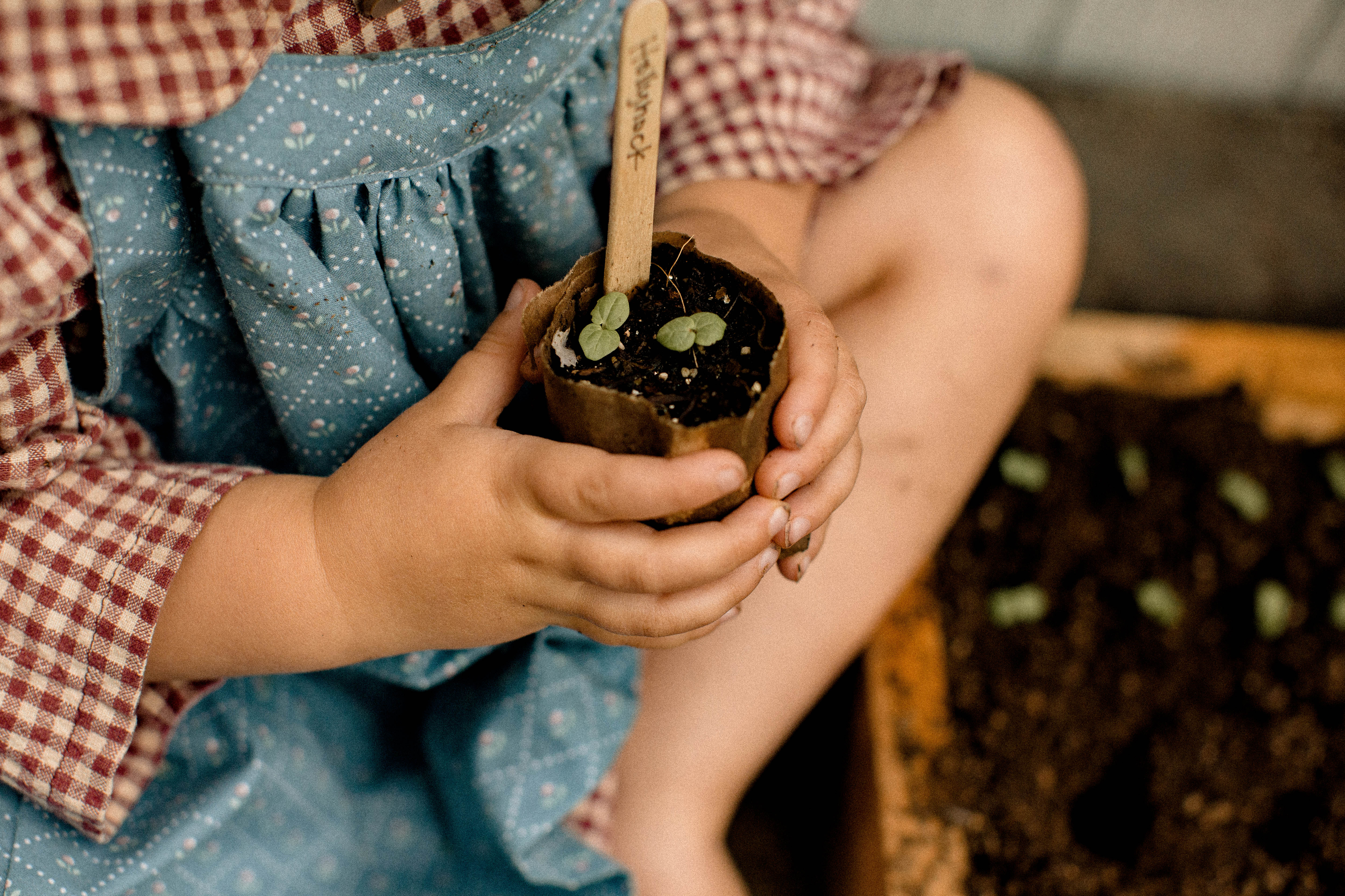 Wooden Seed Labels