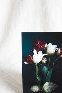 5x7 Fine Art Photography Print | "Still Life With Tulips No. 29"